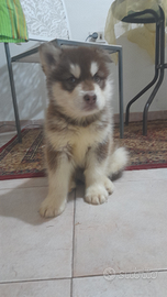 Alaskan Malamute Fegato maschio
