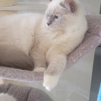 Ragdoll maschi blu Mitted
