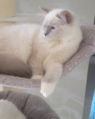 Ragdoll maschi blu Mitted