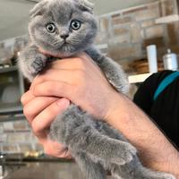 Cucciola scottish fold colore blu