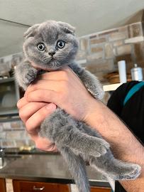 Cucciola scottish fold colore blu