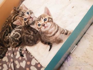 Gattini Bengala, pedigree, test genetici visibili