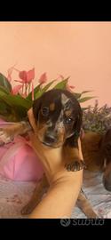 Cuccioli di bassotto