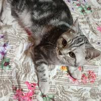 Gattina British Shorthair