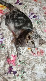 Gattina British Shorthair