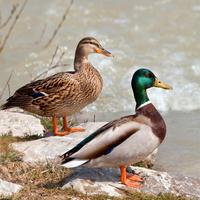 Germani Reali ( anatre selvatiche )