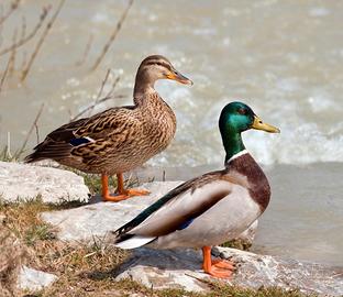 Germani Reali ( anatre selvatiche )