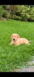 Cucciola Golden Retriever linea americana