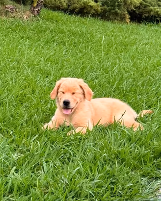 Cucciola Golden Retriever linea americana