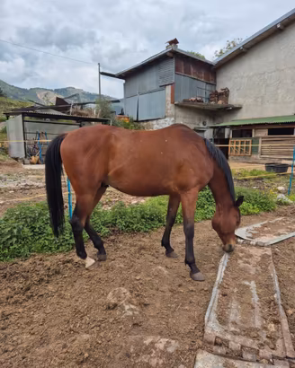 Cavallo Arabo PSA 9 anni - Ex Endurance - Solo per