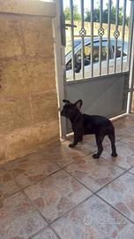 Bulldog francese