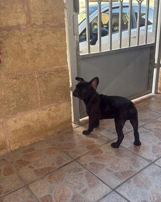 Bulldog francese