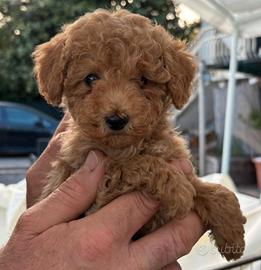 Cane barboncino