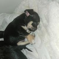 Chihuahua femmina Allevamento Cucciolisole