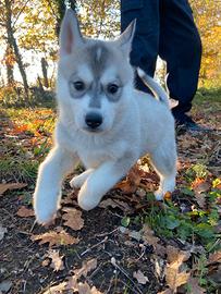 Cuccioli Husky