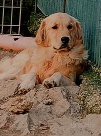 Golden retriever anglo-americani