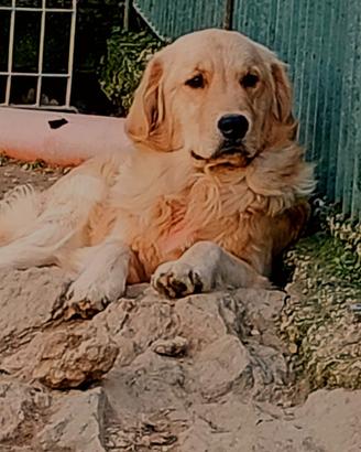 Golden retriever anglo-americani