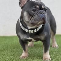 Bulldogfrancese