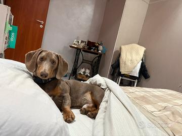 Thor bassotto Isabella