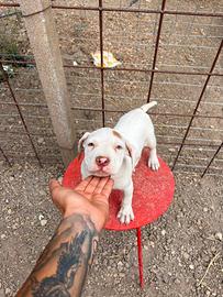 Cuccioli pitbull ukc