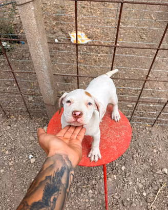 Cuccioli pitbull ukc