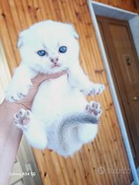 Gattini scottish fold con pedigree campania