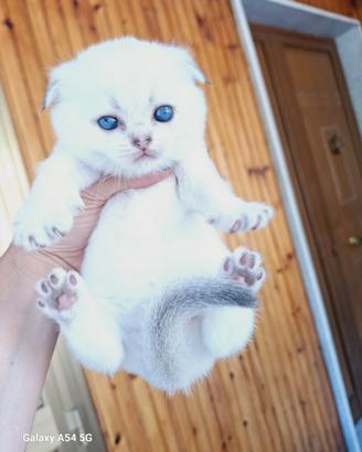 Gattini scottish fold con pedigree campania