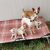 Barby Chihuahua adulta