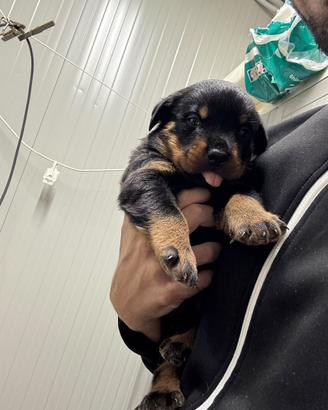 Bulldog Francese Femmina leggi tutto l'Annuncio