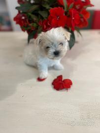Maltese
