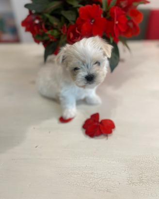 Maltese