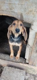 Cucciolo di segugio