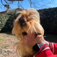 Porcellini d'india pelo lungo e riccio/liscio