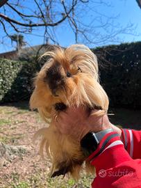 Porcellini d'india pelo lungo e riccio/liscio