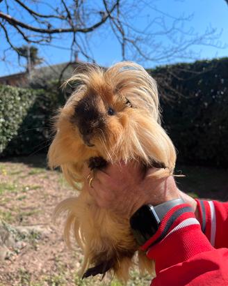 Porcellini d'india pelo lungo e riccio/liscio