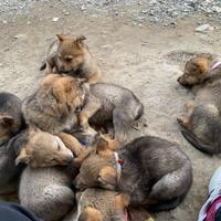 Cani lupo cecoslovacco