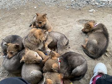 Cani lupo cecoslovacco