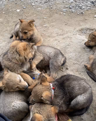 Cani lupo cecoslovacco