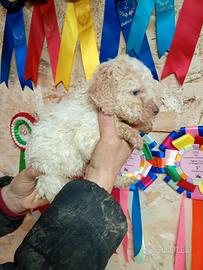 Cucciolo lagotto romagnolo