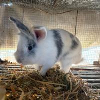 Coniglio nano