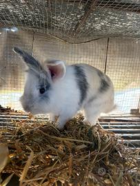 Coniglio nano