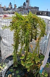 Elodea, pianta acquatica ossigenante..