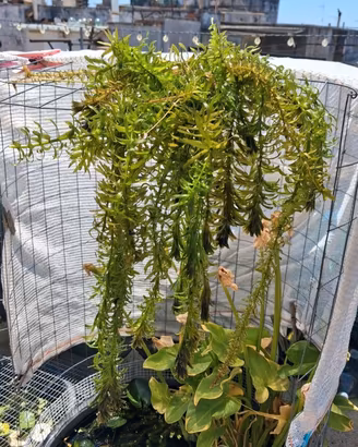 Elodea, pianta acquatica ossigenante..