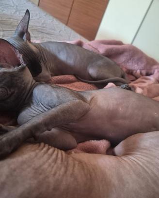 Sphynx