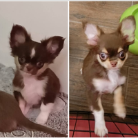 Chihuahua pelo lungo