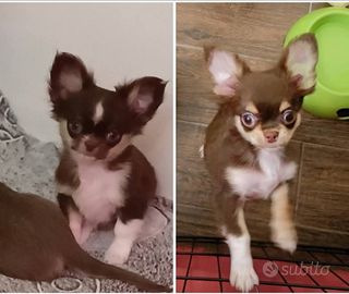 Chihuahua pelo lungo