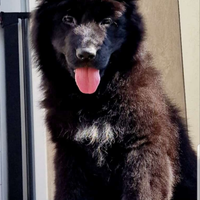 Cuccioli di pastore tedesco a pelo lungo neri