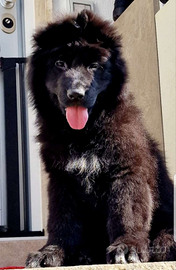 Cuccioli di pastore tedesco a pelo lungo neri