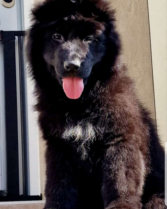 Cuccioli di pastore tedesco a pelo lungo neri