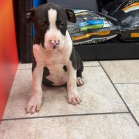 Amstaff